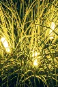 ambient-pisa-001.webp