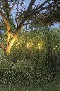 ambient-pisa-002.webp