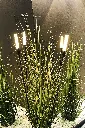 ambient-pisa-003b.webp